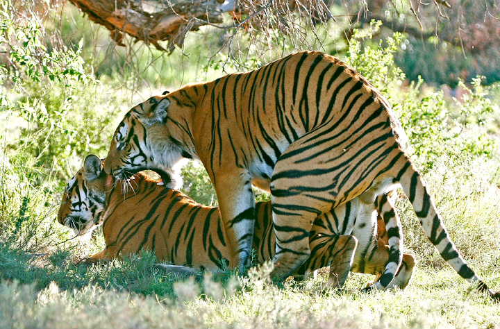 tigers mating (image)